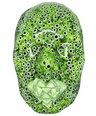 Green Evil Eye Face Sculpture Art | Dream Fulfillment and Good Health | 3D Wall Sculpture | Face Sculpture on Black Canvas | Home Protection - Couture Underground, LLC